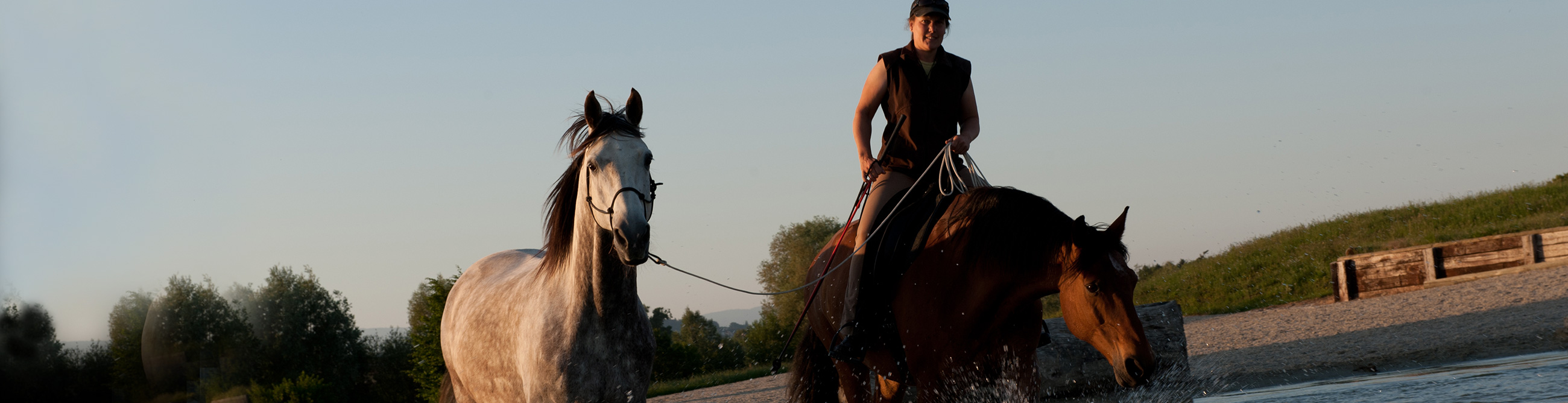 formation et developpement cheval les dudes essertines-sur-rolle parelli