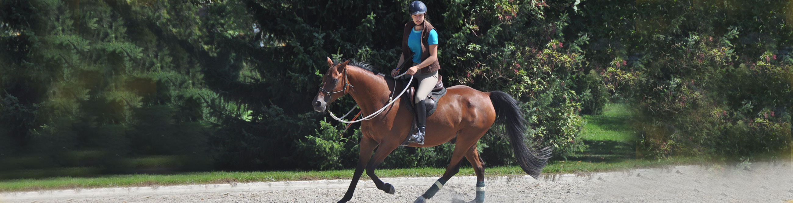 08 cheval adistance