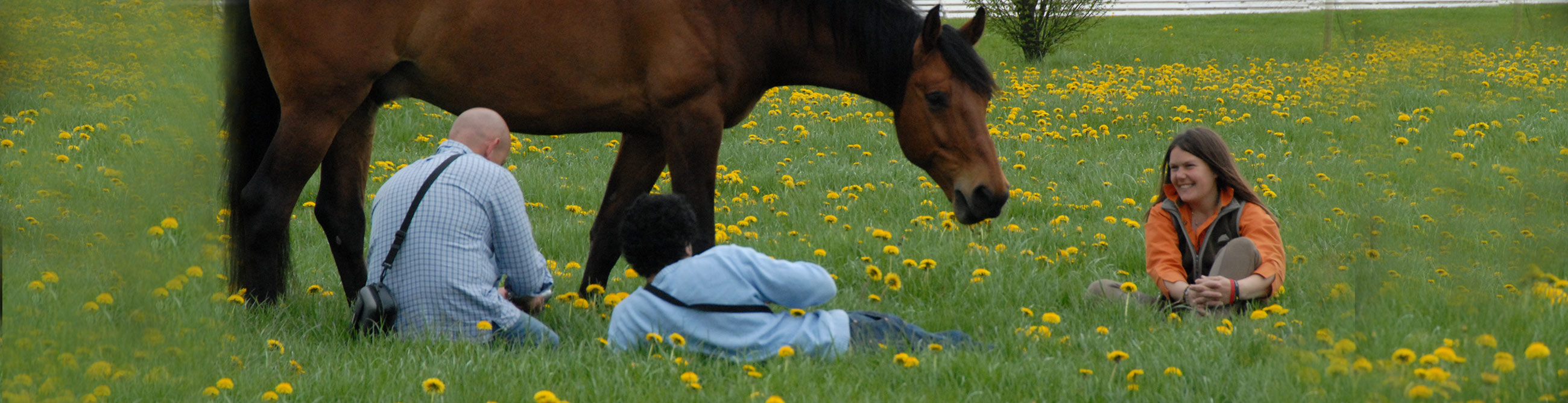 coaching et accompagnement avec cheval les dudes carmen zulauf