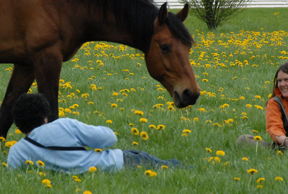coaching et accompagnement avec cheval les dudes carmen zulauf
