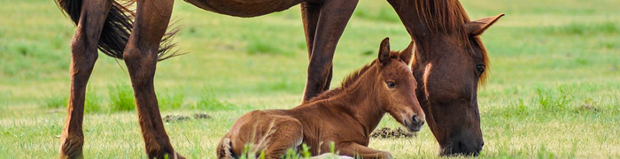 cheval