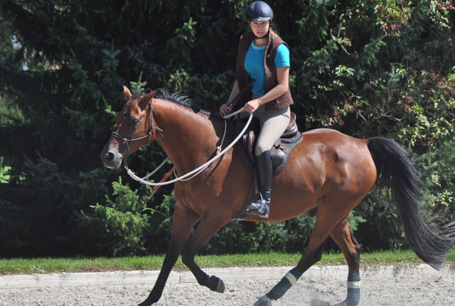 08_cheval_adistance_entree_2