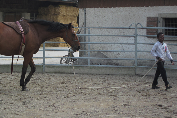 Alpha Horse