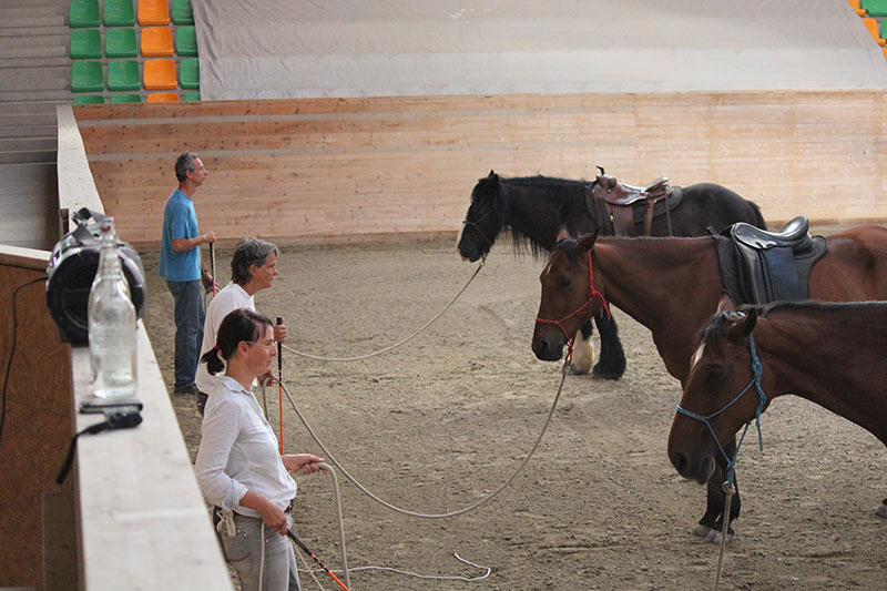 cours équitation pour enfants les dudes