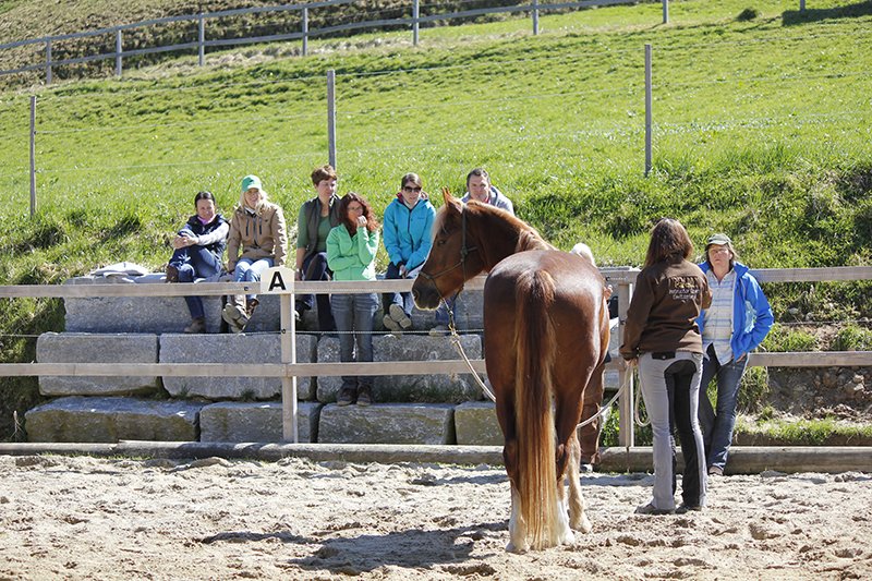 cours équitation pour enfants les dudes