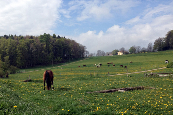 human and horse developement center les dudes switzerland